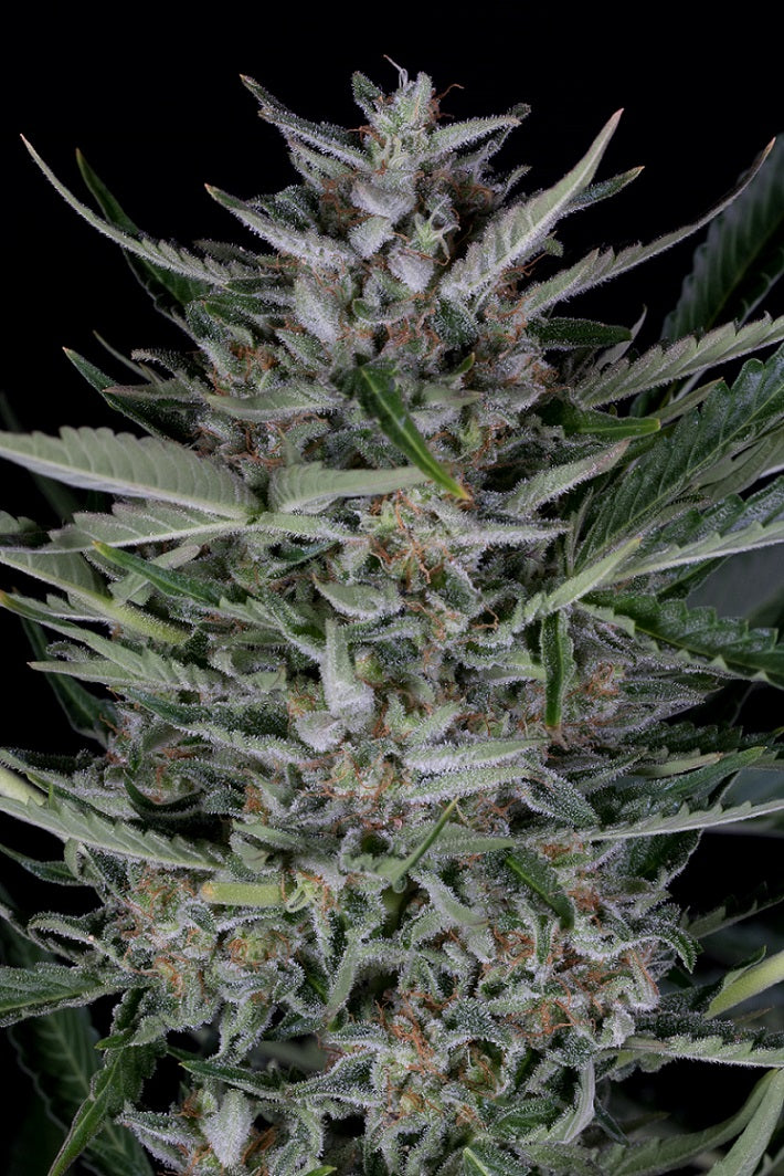 Dinafem Gorilla Autoflowering Feminisiert Autoflower