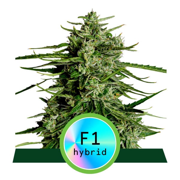 KOSTENLOS Royal Queen Seeds Hybrid Titan F1 Auto