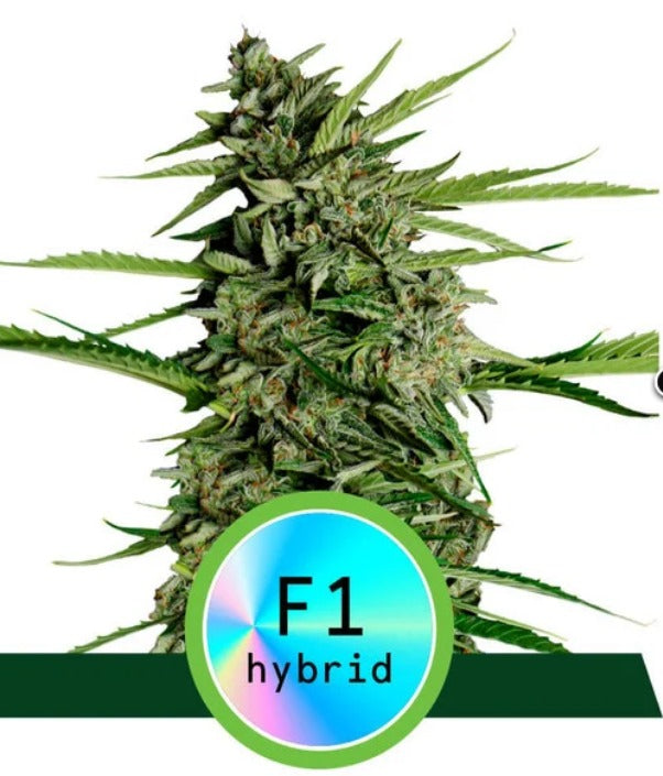 KOSTENLOS Royal Queen Seeds Hybrid Orion F1 Auto