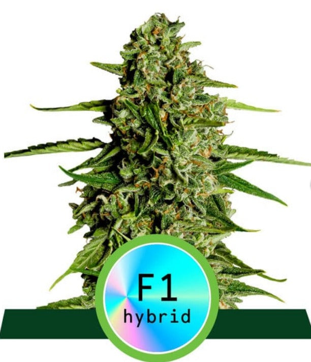 KOSTENLOS Royal Queen Seeds Hybrid Medusa F1 Auto