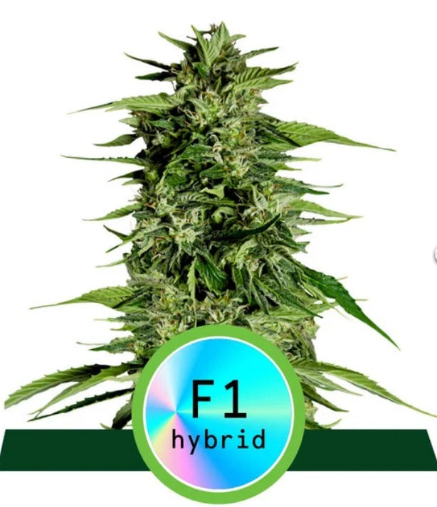 Royal Queen Seeds Hybrid Hyperion F1 Automatic
