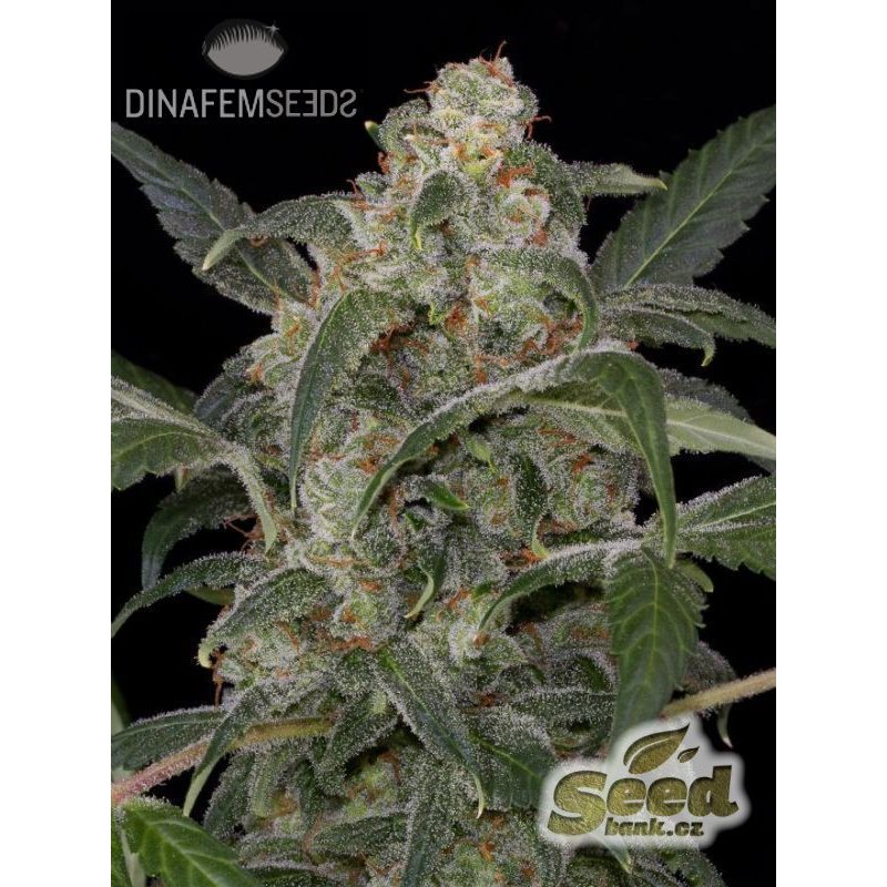 Dinafem Haze 2.0 Autoflowering Feminisierter Autoflower