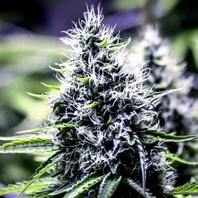 Sensi Seeds Blue Berry Skittlez Auto
