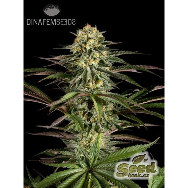 Dinafem Kush-n-Cheese Feminisiert
