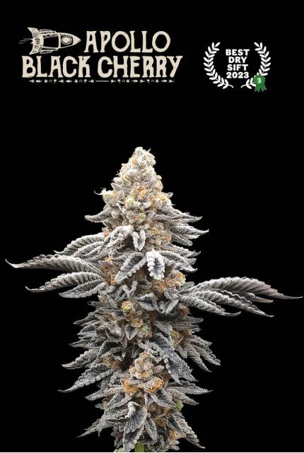 Seedstockers x Humboldt Apollo Black Cherry Feminisiert