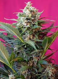 Sweet Seeds Auto Big Devil XL