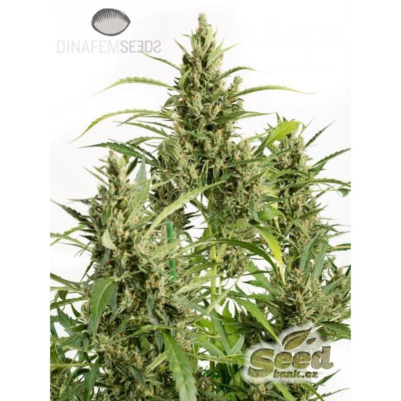 Dinafem Original Amnesia Autoflowering Feminisiert Autoflower