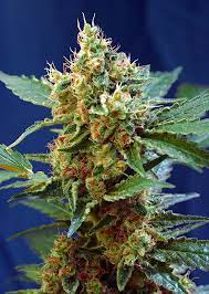 Sweet Seeds Auto Cream Mandarine XL 5+2 Stk