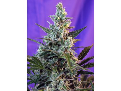 Sweet Seeds Auto Sweet Skunk