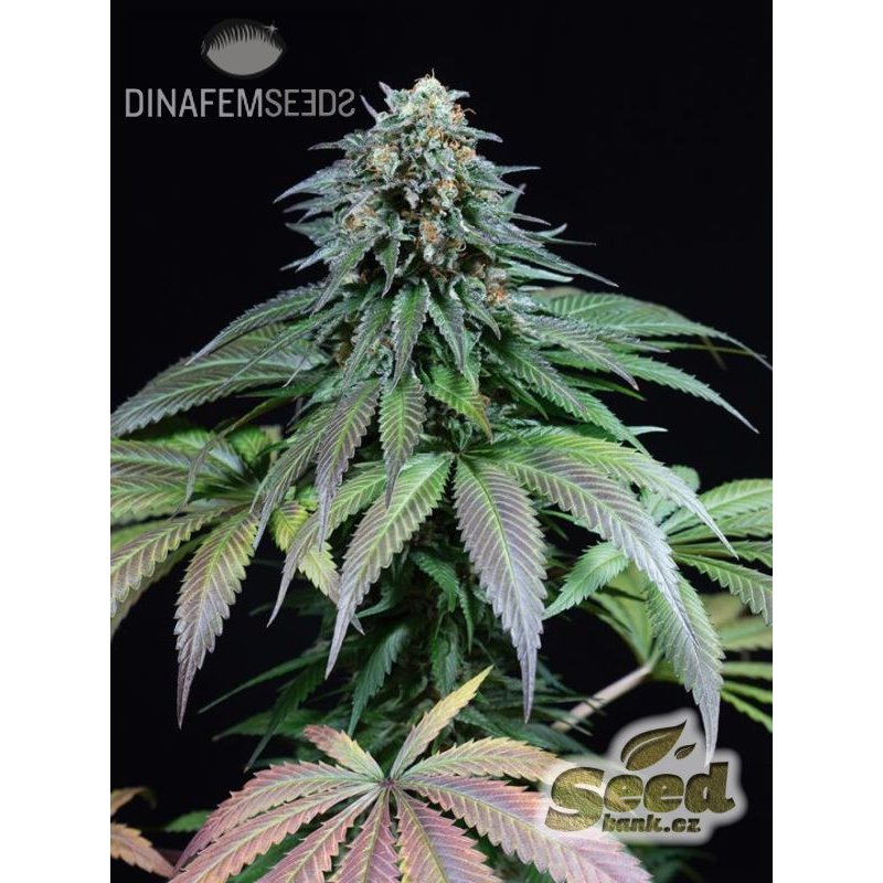 Dinafem Purple Moby Dick Feminisiert