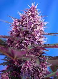 Sweet Seeds Auto Red Poison