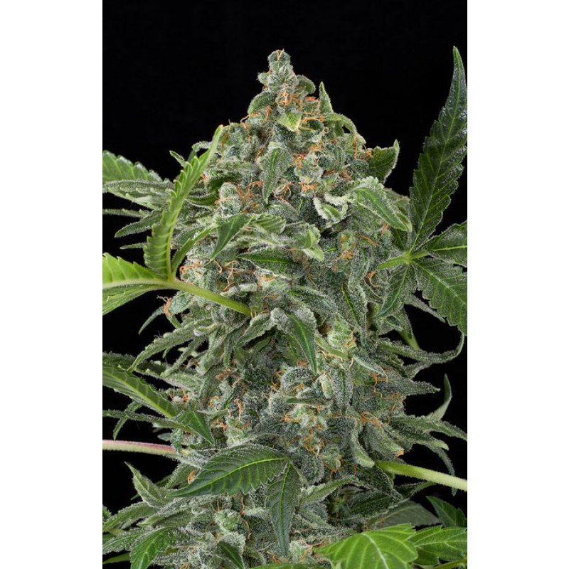 Dinafem White Cheese Autoflowering Feminisierte Autoflower