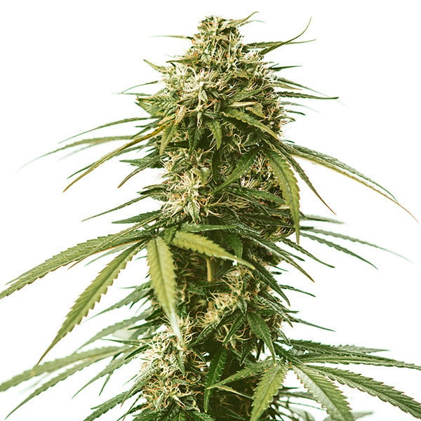 Royal Queen Seeds Gushers, feminisiert