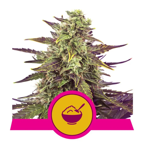 Royal Queen Seeds Getreidemilch, feminisiert