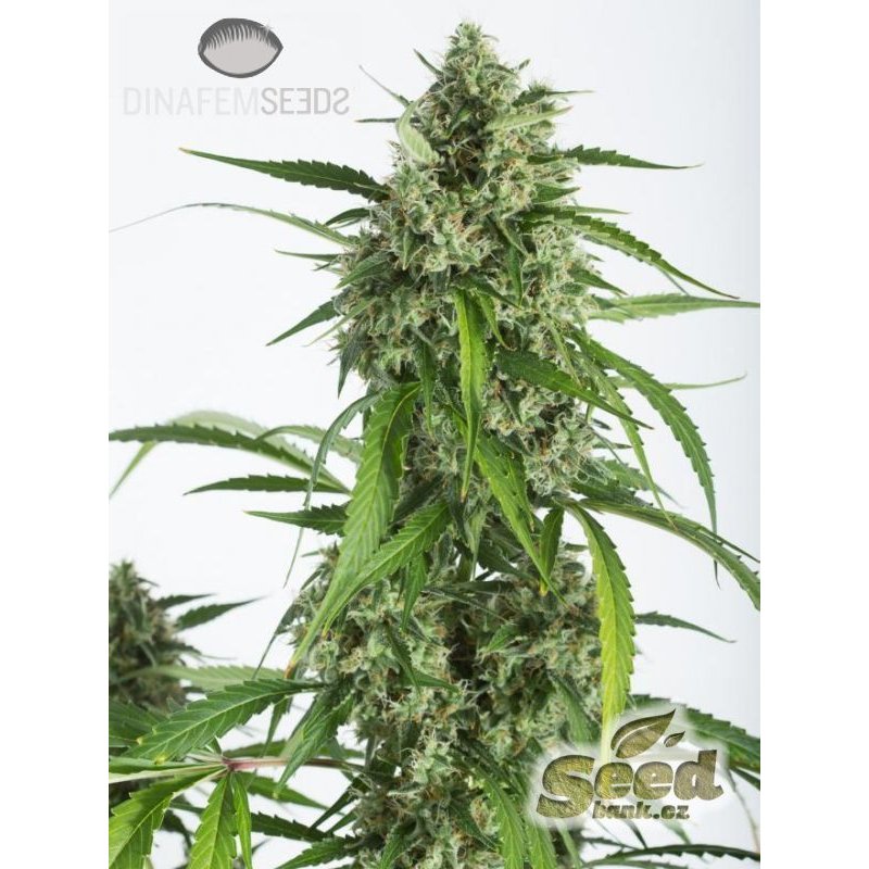 Dinafem White Widow XXL Auto Feminisiert Autoflower