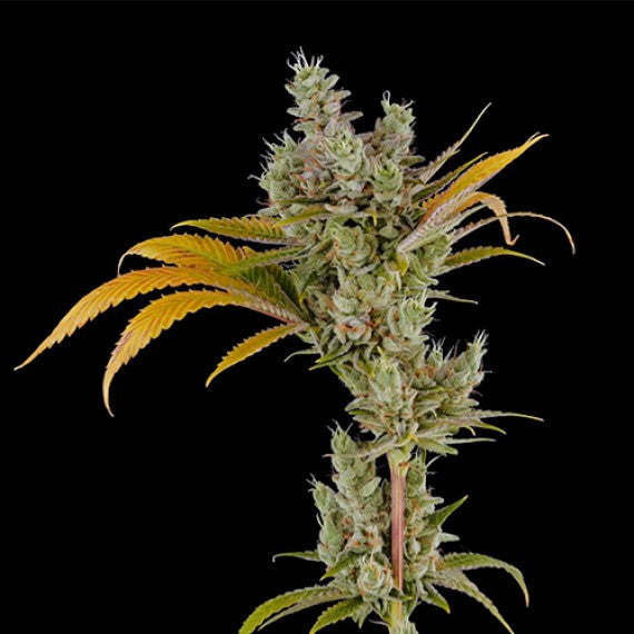 DNA Genetics 24K Gold Feminisiert