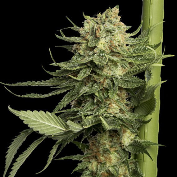 DNA Genetics 24K Gold Feminisiert
