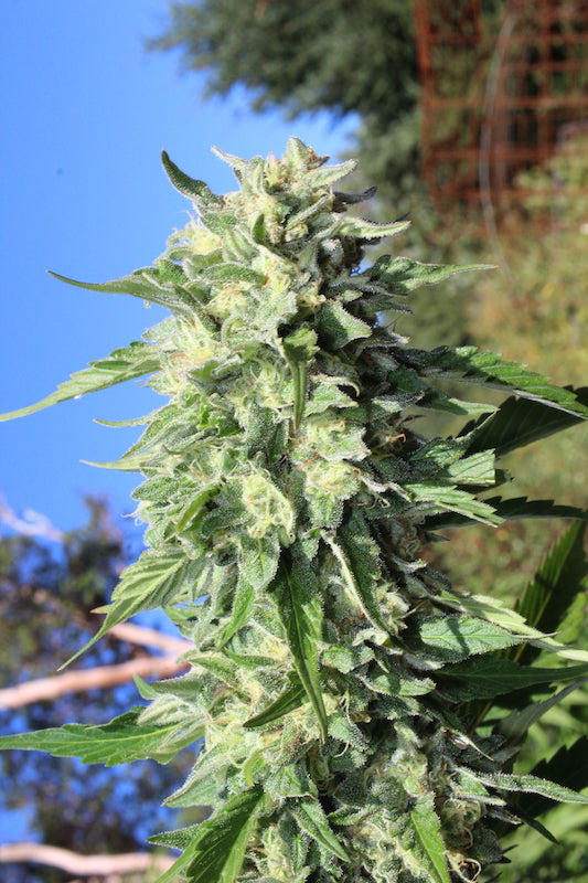 Humboldt Seed Company, Banana Mango, Feminisiert