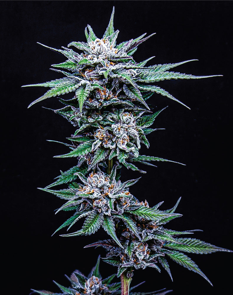 Humboldt Seed Company, Blueberry Pancake, Feminisiert