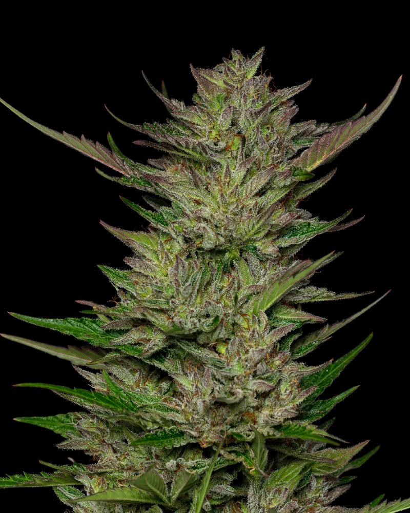 Humboldt Seed Company, Don Carlos, Feminisiert