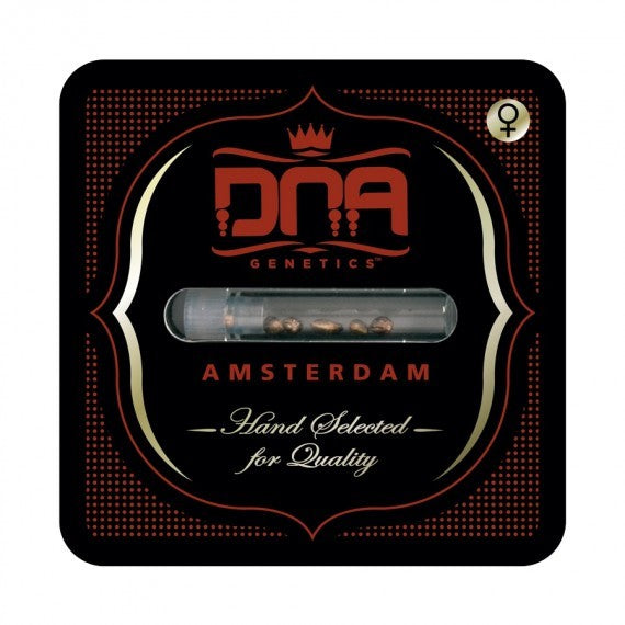 DNA Genetics Kosher Dawg Feminisiert