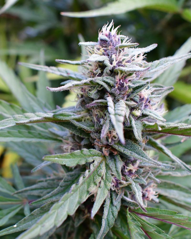 Humboldt Seed Company, Hi-biscus, Feminisiert