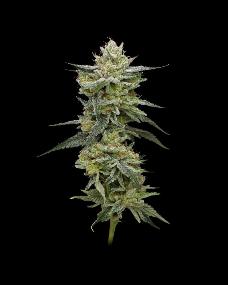 Humboldt Seed Company, Hella Jelly, Feminisiert