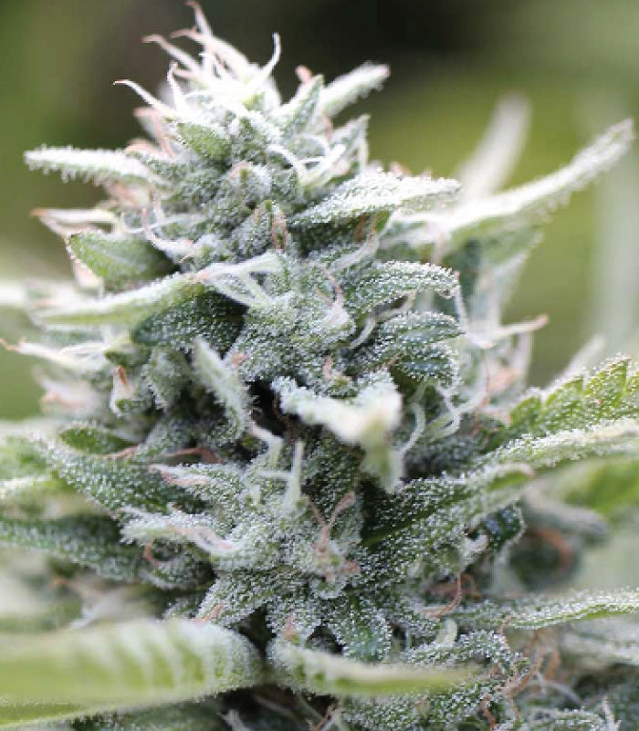 Humboldt Seed Company, Magic Melon, Feminisiert