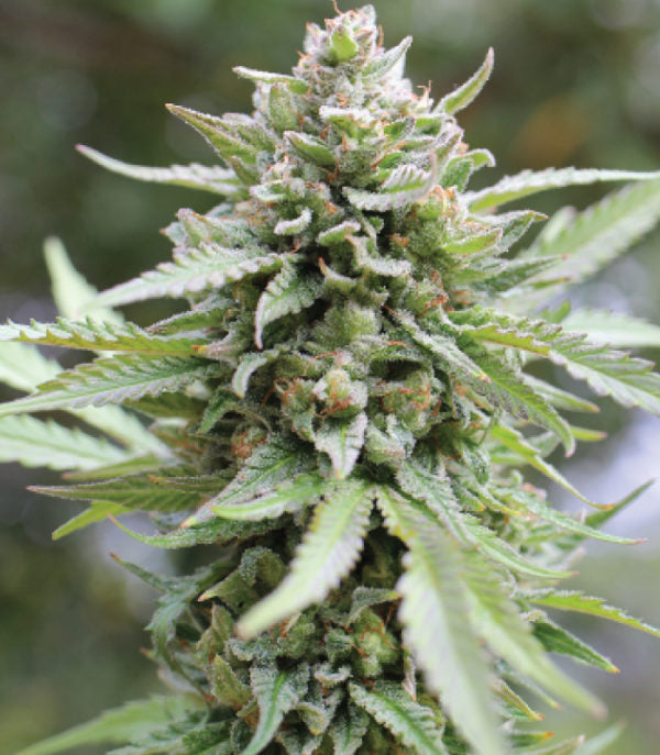 Humboldt Seed Company, Lemongrass, Feminisiert
