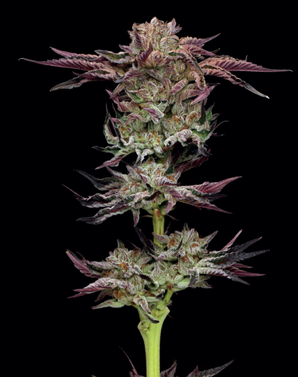 Humboldt Seed Company, Jelly Donutz, Feminisiert