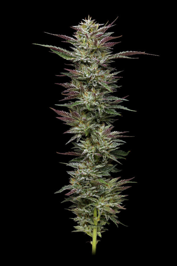 Humboldt Seed Company, Nutter Budder, Feminisiert
