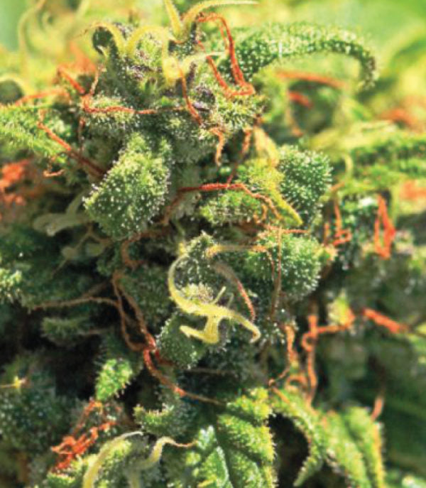 Humboldt Seed Company, Pineapple Upside Down Cake, feminisiert