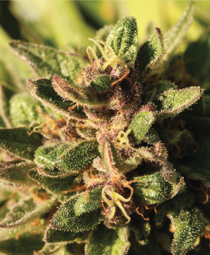 Humboldt Seed Company, Pineapple Muffin, Feminisiert