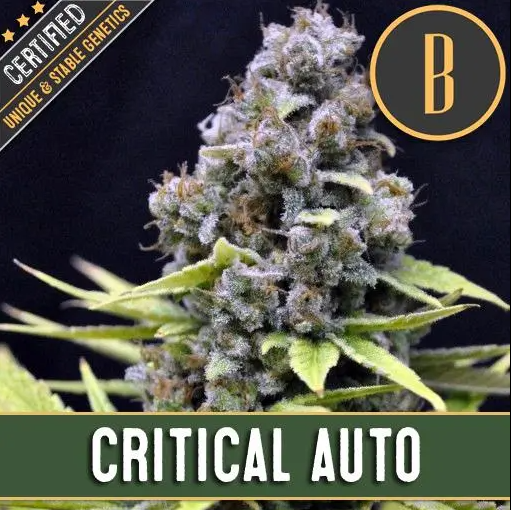 Blimburn Seeds Critical Auto