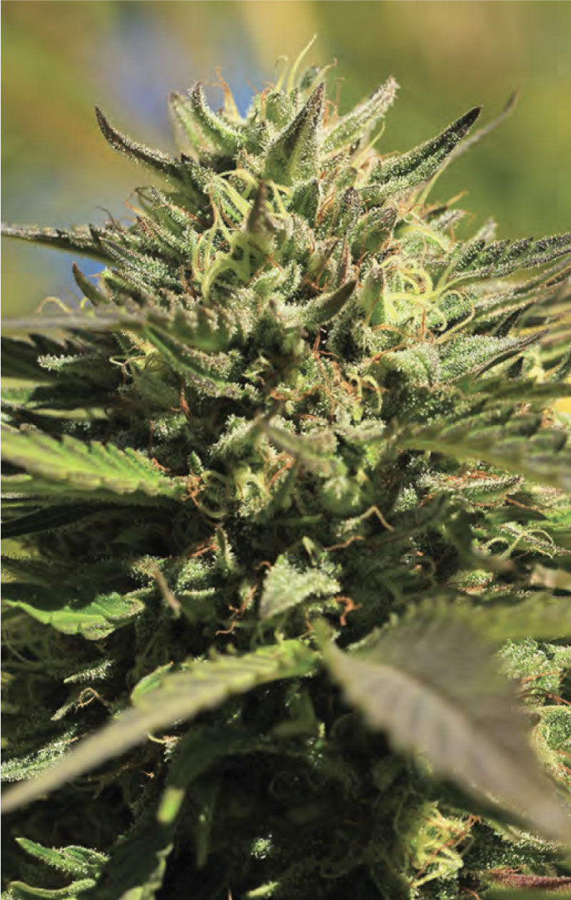Humboldt Seed Company, OG Kush, Feminisiert