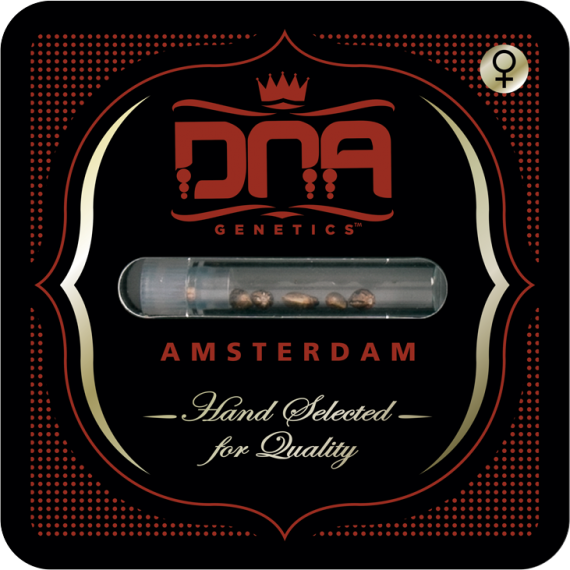 DNA Genetics Sour Kosher Feminisiert