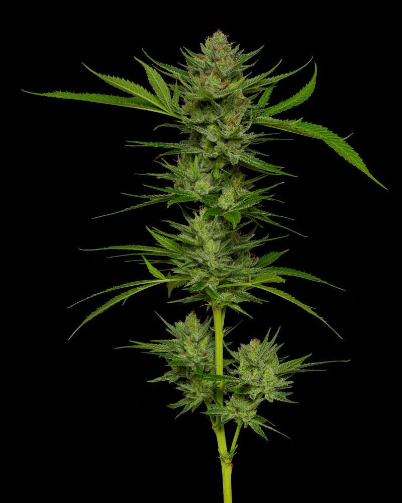 Humboldt Seed Company, Slightly Stoopid Fruits, Feminisiert