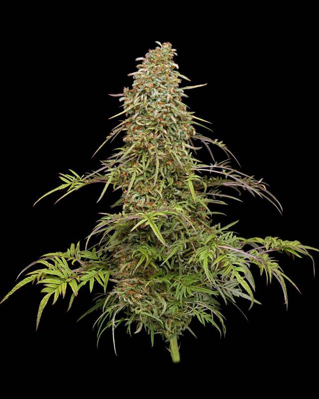 Humboldt Seed Company, Supafreak, Feminisiert
