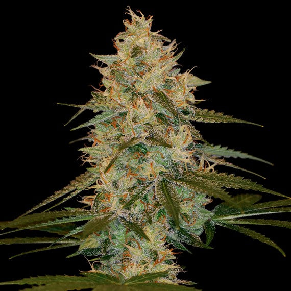 DNA Genetics Chocolope Kush Feminisiert
