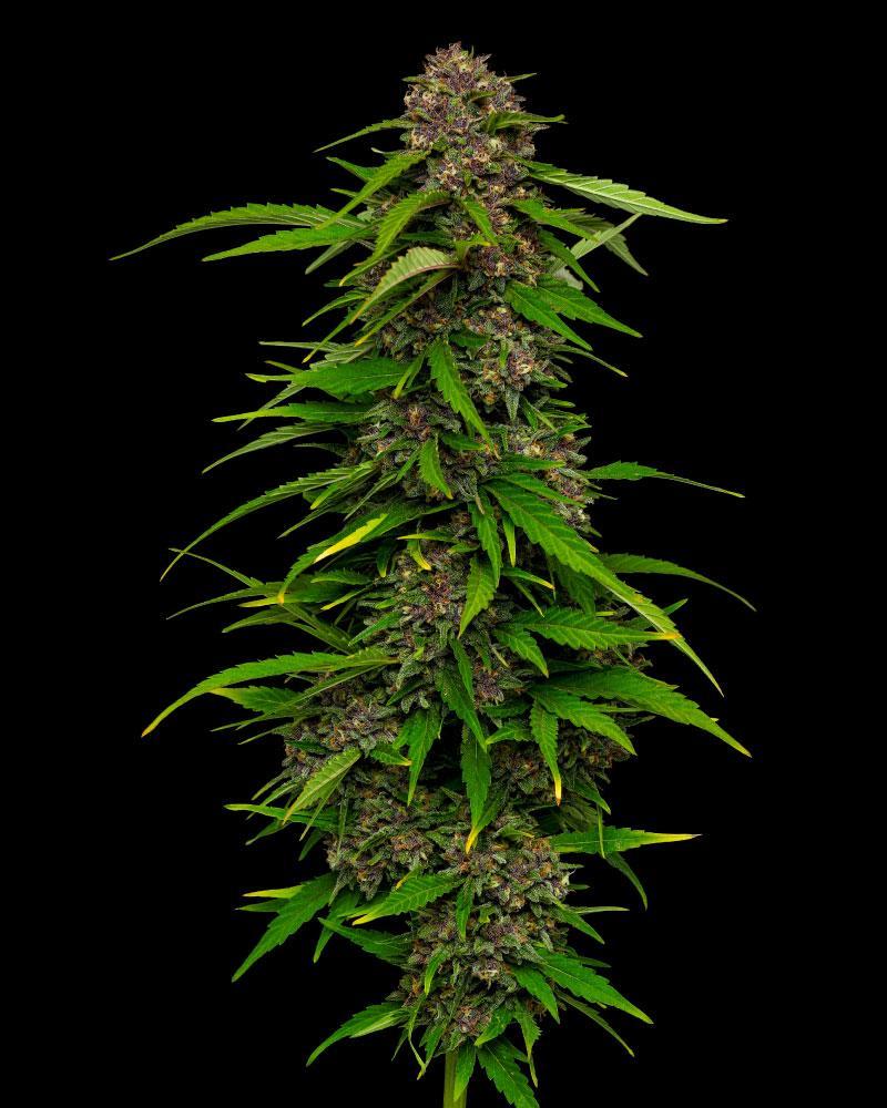 Humboldt Seed Company, Squirt, Feminisiert