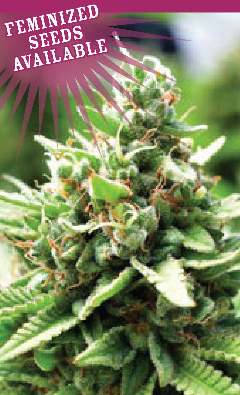 Humboldt Seed Company, Sol Mate Auto, Autoflower Feminisiert