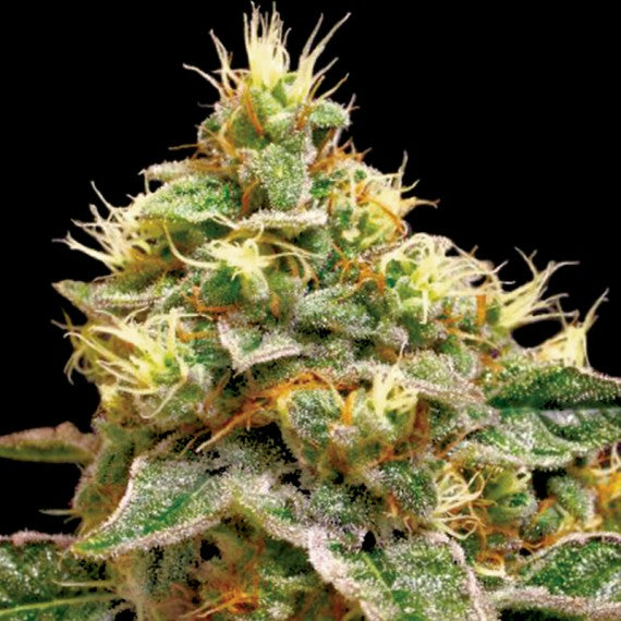 DNA Genetics Confidential Cheese Feminisiert