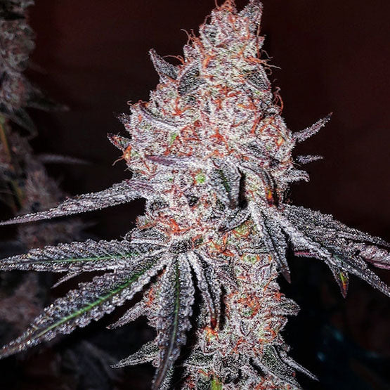 Ethos Genetics, Strawberry OG Cookies R1, Feminisiert 5Stk