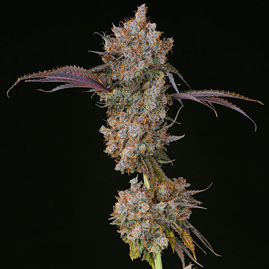 Ethos Genetics, XXX, Feminisiert 5 Stk