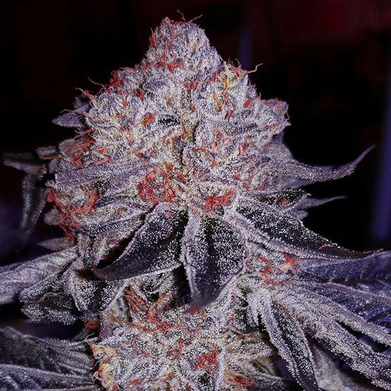 Ethos Genetics, Cherry Gar-see-ya R1, Feminisiert