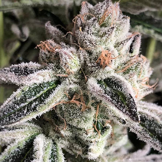 Ethos Genetics, Crescendo Rbx1, Feminisiert