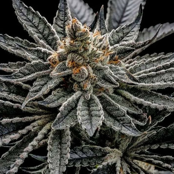 Ethos Genetics, End Game R2, Feminisiert