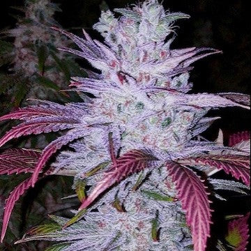 Ethos Genetics, Early Lemon Berry Rbx, feminisiert