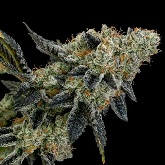 Ethos Genetics, End Game Rbx EC4-Linie, feminisiert