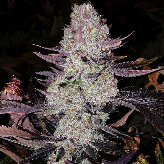 Ethos Genetics, Grape Diamonds R2, Feminisiert 5 Stk
